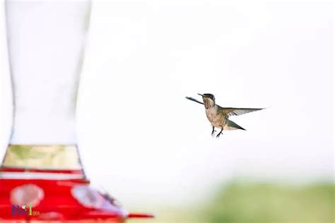 Hummingbird When To Start Feeding: A Guide