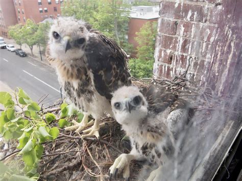 Red Tail Hawks Provide Entertainment at Our Nest! - Voices of Hope