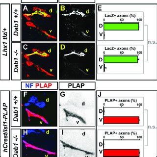 Ventral Spinal Cord Expression Of Reelin VLDLR ApoER2 And Dab1 A P