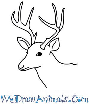 Whitetail Buck Head Drawing