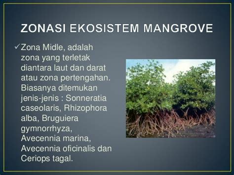 Ekosistem mangrove