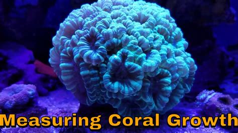 Coral Growth Youtube