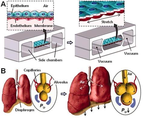 Biological Microchip Mimics A Real Lung It Even Breathes