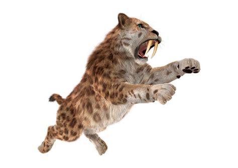 790+ Sabre Tooth Tiger Stock Photos, Pictures & Royalty-Free Images ...