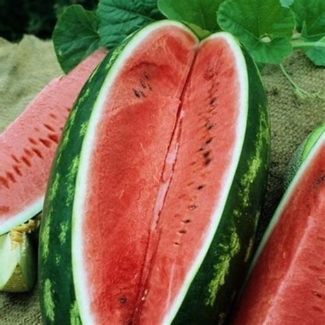 Jubilee Watermelon Seeds Seedbankbox