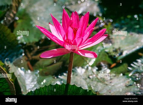 The lotos hi-res stock photography and images - Alamy