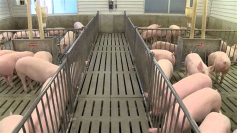 Pork Producers Step Up Biosecurity Mu Extension Youtube