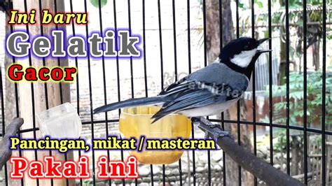 Gelatik Gacor Efektif Pancing Burung Bahan Macet Bunyi YouTube