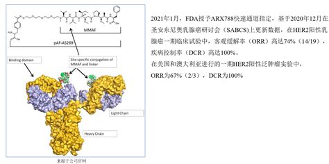 ADC定点偶联技术 知乎