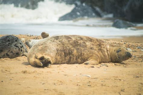 Seals At Horsey Gap, Norfolk, UK Stock Photo - Image of beaches, city ...