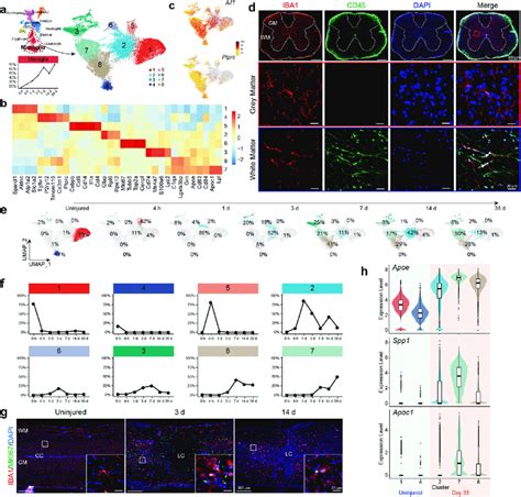 The Microglia Population Diversified Post Sci A Umap Plot Showing Download Scientific Diagram