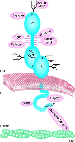 The Complexities Of Dystroglycan Trends In Biochemical Sciences