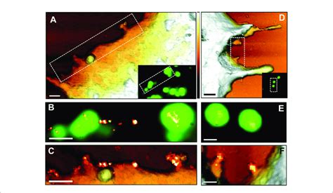 Afm Correlative Dstorm Super Resolution Microscopy Demonstrates Cd9