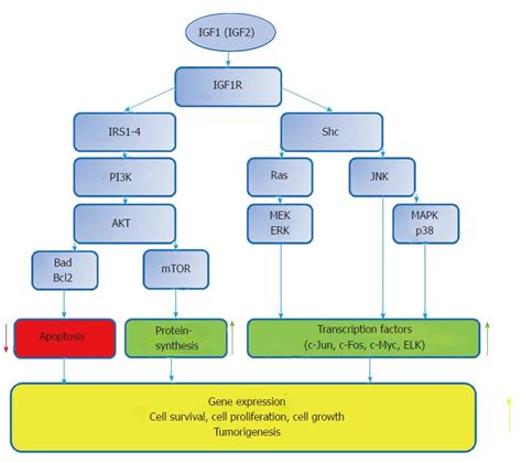 Relation Of The Igf Igf1r System To Autophagy In Colitis And Colorectal Cancer