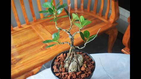 Bentuk Bonsai Beringin Korea Blogger Bonsai Bengkulu