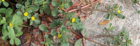 Purslane Control How To Get Rid Of Purslane Solutions Pest And Lawn