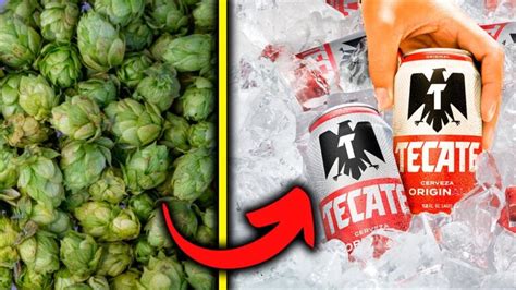 Cómo se elabora la cerveza Tecate proceso paso a paso Actualizado