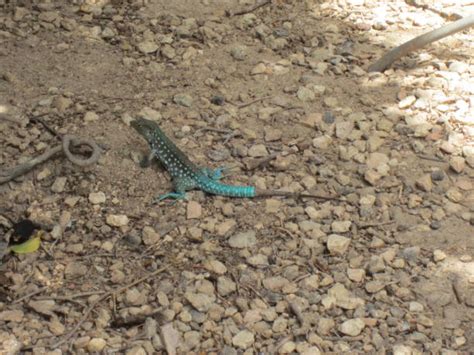 20 Aruba Whiptail Stock Photos Pictures And Royalty Free Images Istock