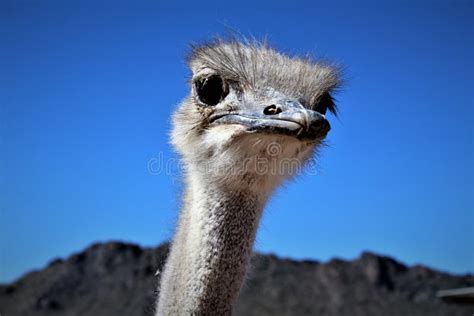 119 Ostrich Claws Stock Photos - Free & Royalty-Free Stock Photos from ...