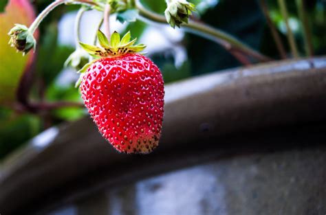 Fotos Gratis Naturaleza Rama Planta Fruta Baya Flor Comida