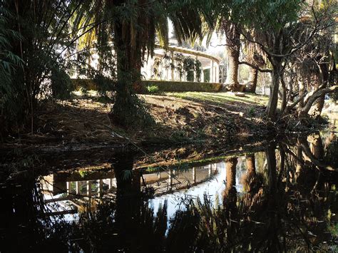 Wallpaper Sunlight Trees Forest Garden Water Nature Reflection