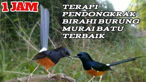 Terapi Pendongkrak Birahi Murai Batu Terjernih Murai Kawin Terbaik