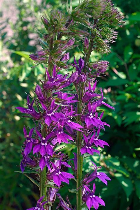 How To Plant And Grow Garden Lobelia Gardeners Path