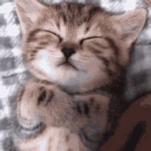 Cute Cat Gif - IceGif