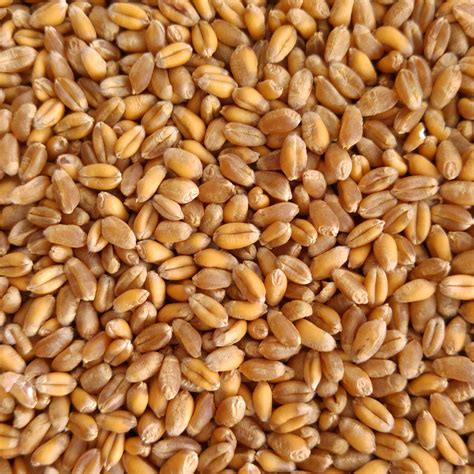 ORGANIC OAT BARLEY RYE WHEATGRASS GRAIN SEEDS JUICING SPROUTING CAT