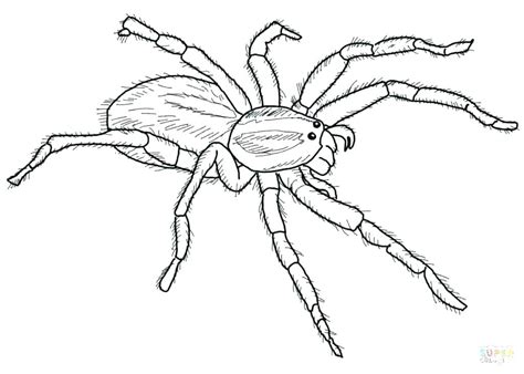 Tarantula Coloring Page At Free Printable Colorings