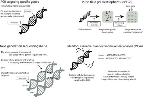 An overview of four common molecular methods used to characterise ...