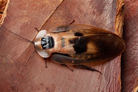 Central American Giant Cave Cockroach Blaberus Giganteus Also Known