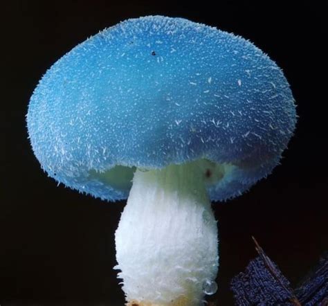 Ciencias Naturales Ceuja 2016 El Reino Fungi Tipos De - vrogue.co