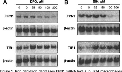 Figure From Iron Loading And Erythrophagocytosis Increase Ferroportin