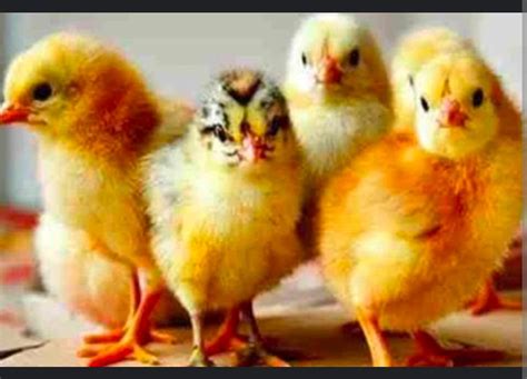 Ameriflower Multicolor Desi Sonali Chicks At Rs Piece In Indore Id