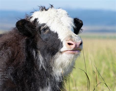 Smiling Baby Yak Photograph by Mary Hone | Fine Art America