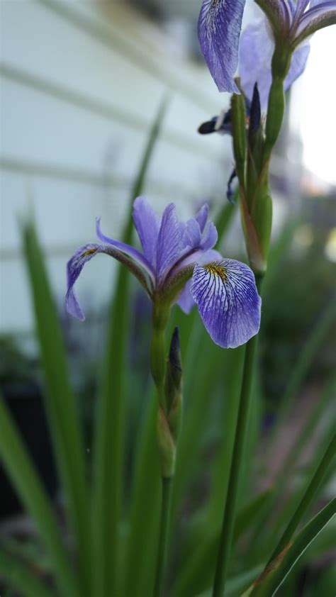 Iris versicolor in the Irises forum - Garden.org