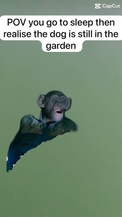 Monkey Meme Youtube