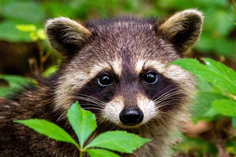 Download Cute Raccoon With Leaves Picture | Wallpapers.com