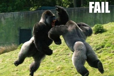 Cute Funny Animalz: Funny Animals Fails New Images 2012