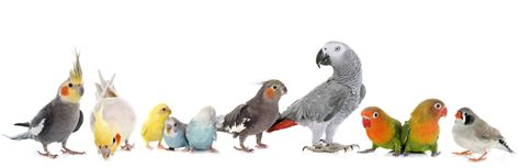 Parasite-free birds are healthy • AnimalTalk