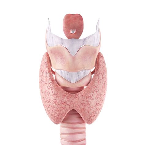 Anatomie De La Glande Thyroïde Pour Le Concept Médical 3d Illustration