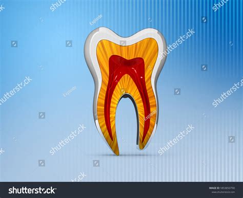 Human Tooth Cross Section Anatomy 3d Stock Illustration 1853850790 ...