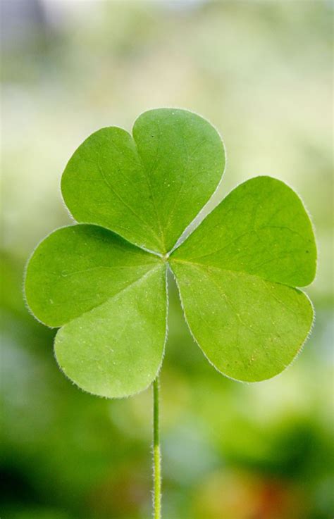 Symbolic Shamrock Meaning on Whats-Your-Sign.com