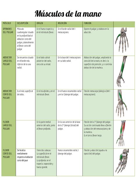 Musculos DE LA MANO Cuadro descriptivo con origen inserción y