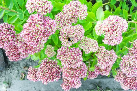 Bienenfreundliche Pflanzen Top 18 für Garten und Balkon Nachhaltigleben