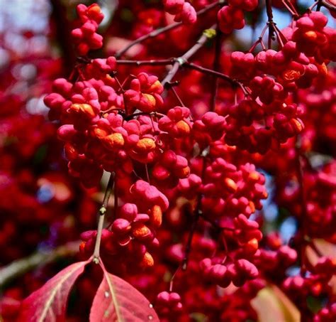 Купить Бересклет европейский (Euonymus europaeus) - описание сорта ...