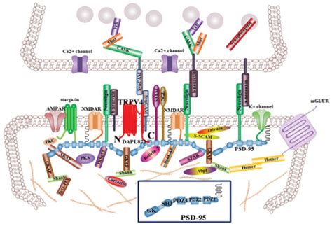 Interaction Between Psd And Trpv Through Pdz Domain Controls Trpv