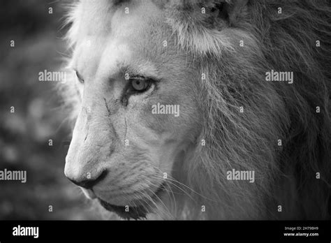 Closeup Beautiful Portrait Of Big African Lion Stock Photo Alamy