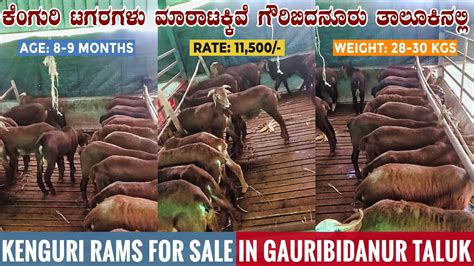 Kenguri Sheep For Sale At Gauribidanur Taluk In Karnataka Sheep For